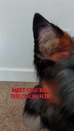 Cricket: Unique Fox Fursuit Up for Auction