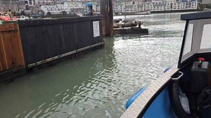 Morning Everybody How many today... | MR FISH