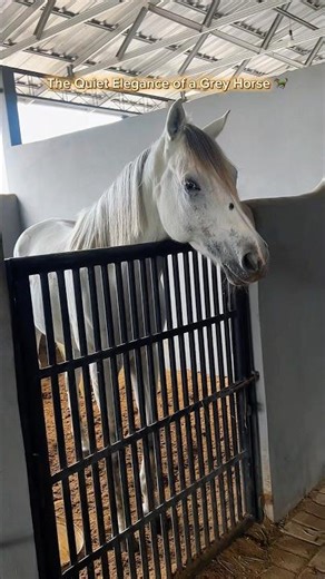 The Moment This Grey Horse Realized I Was There 🐎