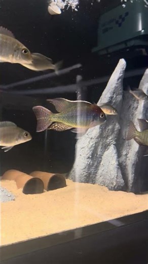 Lethrinops sp red cap itungi. Hopefully some young on the way