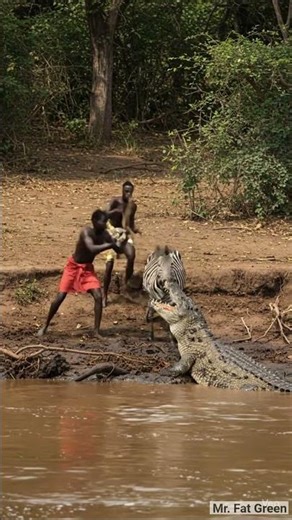 Lucky zebra saved from crocodile in river by 2 men