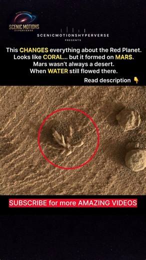 Mars Wasn’t Always a Desert — This Coral Proves It