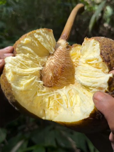 The Creamy Heart of the Amazon Inside the Cupuaçu. Finally cracked open! This is the highly-prized, aromatic, creamy-yellow pulp of the Cupuaçu fruit. #CupuaçuPulp #InsideTheFruit #followers #ExoticFruit #AmazonianDelicacy