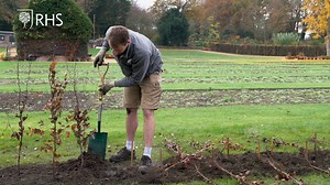 Our Trials Team Leader, Alex Hankey, demonstrates how to plant bare root hedges from the new Trials area at Wisley. | RHS Garden Wisley