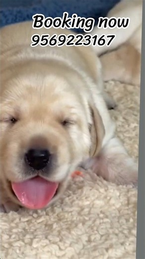 Labrador Puppy Barking Sound 🐶🔊 | Cute & Funny Dog Barking #Shorts
