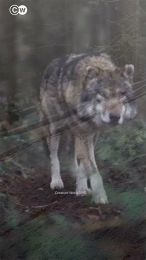 The Truth About Lone Wolf 🐺 #LoneWolf