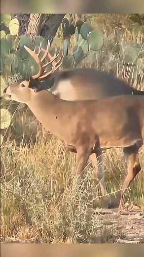 beautiful shot deer hunting #viral #archary #wildlife #shorts #bigbucks #deer #blackdeer #urbandeer