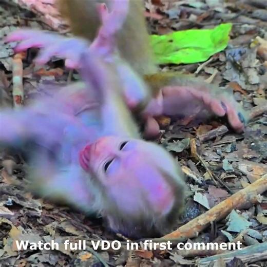7.2K views · 82 reactions | Breaking Heart: Poorly Baby Monkey Crying Seriously ‘Cos Mommy Doesn’t Know How to Take Care of Her New baby Watch full VDO in first comment | Cute monkey family | Facebook