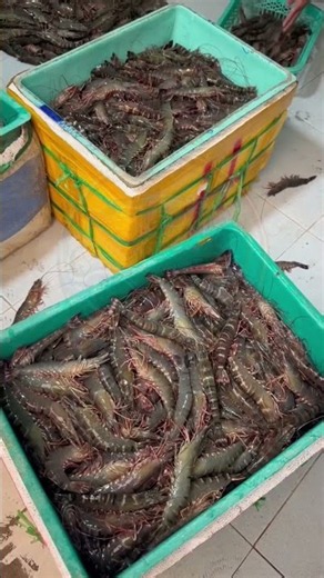 Why farmers sort shrimp by size? 🦐 #shrimpfarming #satisfying