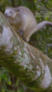 30K views · 952 reactions | Look up, it's a tree-kangaroo! 輦 These adorable Aussie animals reside high above in treetops, leaping from branch to branch with powerful hind legs. They play a key role in pollination and seed dispersal, which is critical to the regeneration and resilience of the rainforest. What's your favourite marsupial? Comment below with your thoughts! #ausgeo #seeaustralia #kangaroo #aussiewildlife #naturedocumentary | Australian Geographic | Facebook