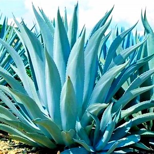 Medicinal Plants 101: Blue Agave | The Weeds and Seeds Guy