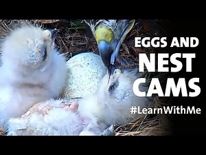 Birds of Prey Nests, Eggs, and Hatchlings! 🐣 #LearnWithMe