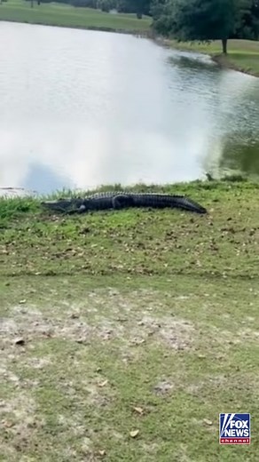 OH SNAP! A massive alligator was spotted minding its own business at the 7th hole of a golf course in Boynton Beach, Florida. The area around the gator was littered with abandoned golf balls, suggesting that golfers who missed their initial shot chose safety over the risk of retrieving their ball. | Fox News