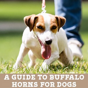 A Guide to Buffalo Horns for Dogs (by Jo the Vet) - Kip & Twiggy's