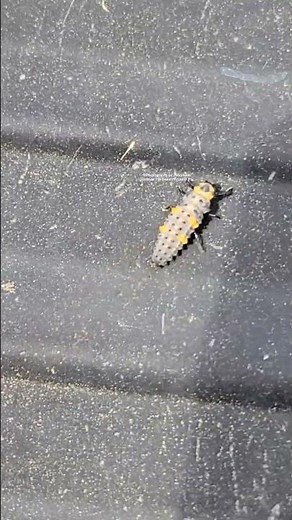 Asian lady beetle larva