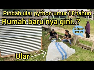 DETIK-DETIK PEMINDAHAN ULAR PYTHON BESAR UMUR 18 TAHUN KE RUMAH BARU NYA,G1LA GAL4K BANGET