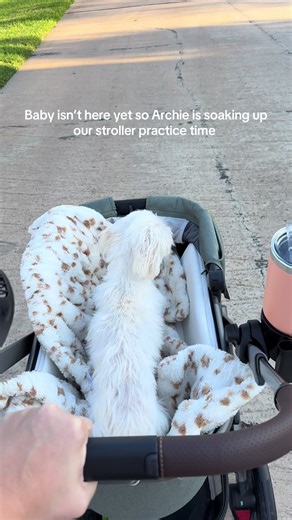 Preparing for Twins: Stroller Practice with Archie