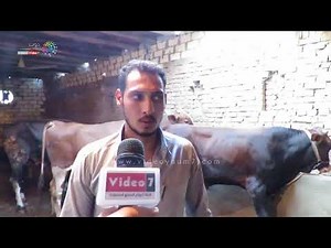 دوت مصر | تعرف على أسعار العجول وطرق شرائها وعمره