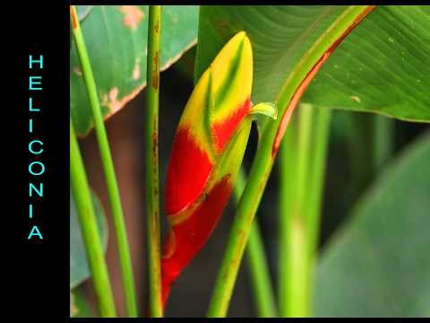 Heliconia