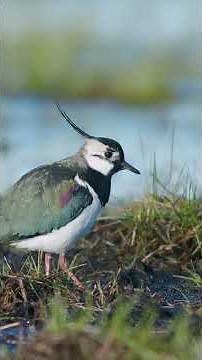 Northern LAPWING: Information you need to know PART 1