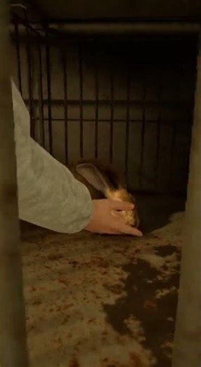 Terrified Rabbit Found in Hoarding House Learns to Play Again