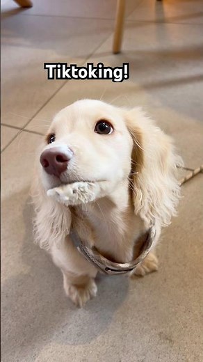 Sassy Baby Harold likes his pupcups!