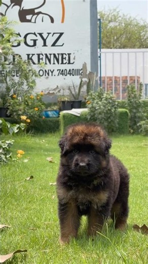 Long Haired German Shepherd Puppy Available! 🐾dm us #dog #doggyzworldkennel #gsd
