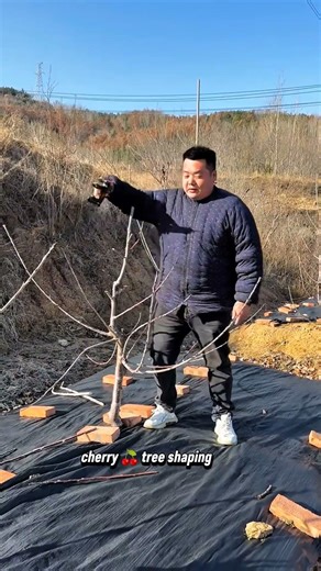 How to shape cherry tree for better fruit yield and growth #satisfying #pruning #gardening #shorts