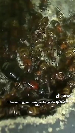 How to Create and Maintain an Ant Farm