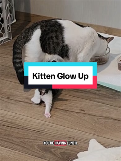 Kittenland glow-up starring a rude kitten, the port-a-potty cat mom, and a stuffed goose. #kitten #fyp #foryoupage
