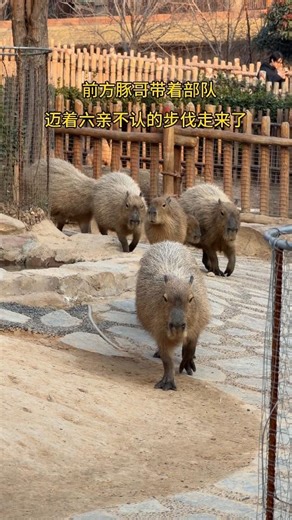 Capybara, the adorable little pig-man, is here with his army, strutting around with an air of ind...