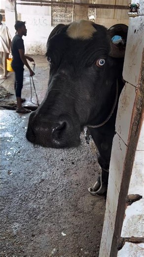 Janwar Ke Bande Hue Pair 😱 | Slaughter House Ka Andar Ka Sach!