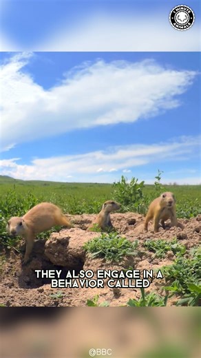 Prairie Dogs 🐾 The CHATTIEST Burrow Builders! These tiny rodents live in huge underground cities with hundreds of neighbors. They communicate with barks, chirps, and squeaks that work like their own language. You won’t believe how social these little diggers are! #wildlife #nature #animalfacts #animalvideos | 1 Minute Animals