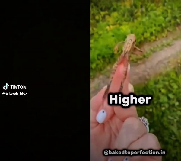 #duet with @laughncrackle #laughncrackle #nuhuh #fyp #frog #eifel #fyo #fup #fypage #foryou #foryoupage #foryouoageoffiacal