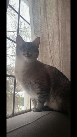 Puffin’s hunting noises 🥺#lynxpointsiamese #catsoftiktok #cutecats #fyp #catsoftiktok