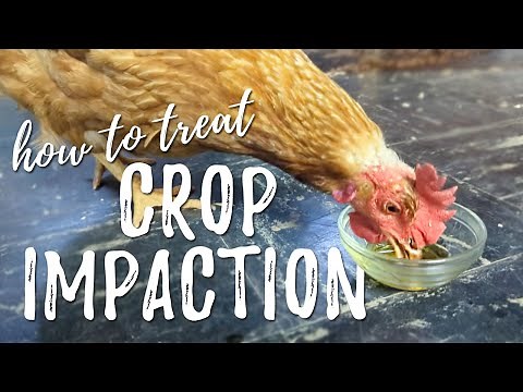 How to treat CROP IMPACTION || and adjusting chicken roosts
