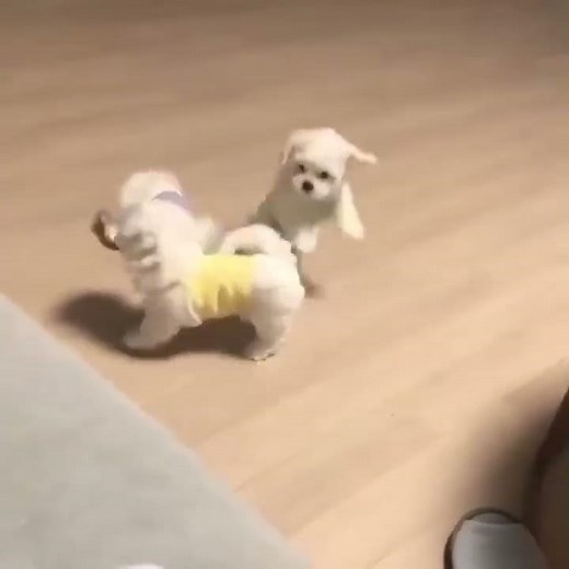 Playful Maltipoo Puppies