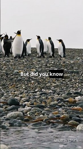 Top 5 Unbelievable Penguin Facts That Will blow your mind | 3RD is Loyalty
