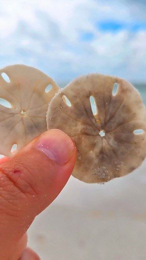 11K views · 232 reactions | Do you find these shells often? 殺⬇️ ....