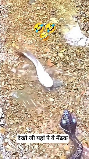 😱Why Some Animals Play Dead! 😱 | Thanatosis #shorts #unfilteredclasses