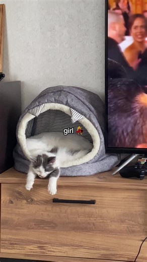 My cats: introduction 😍