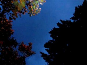 Flying stag beetles (Lucanus cervus)