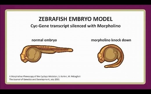 什么是吗啉Morpholinos？ 寡核苷酸及其在阻断蛋白质合成中的用途简介