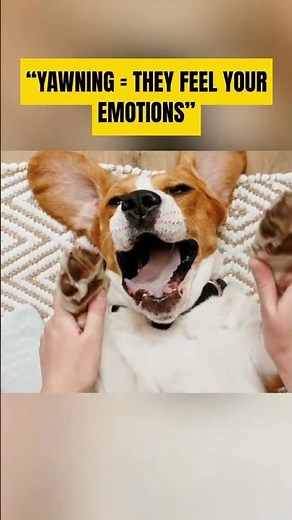 If Your Dog Does This… You’re Their Favorite Person ❤️🐶