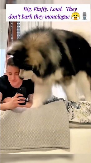 Alaskan Malamutes: Built for Snow, Born for Drama ❄️🐺🎭#petshorts #mallamute #heartwarming