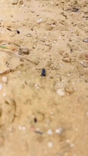 Touch JCB Excavator Vs Mini Tractor 🚜 #jcb #excavator #minitractor #small #tractors #amazing #amazingfacts #viralvideos #foryoupage❤️❤️ #great #trendingviralvideo #growmyaccount #unfreezemyacount