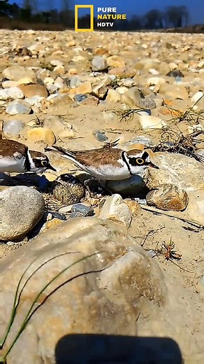 21K views · 229 reactions | Bird ️ #wildanimals #jungle #photography #videography #purenaturehdtv | Pure Nature HDTv | Facebook