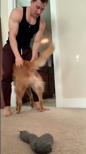 Nala Stomps: the golden retriever dance #funny #dog