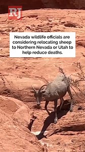 87K views · 626 reactions | After more than 210 days without rain in Las Vegas, bighorn sheep are facing a growing struggle to find water to survive. STORY: https://lvrj.com/post/3275033 | Las Vegas Review-Journal | Facebook