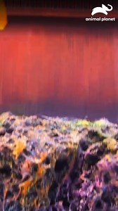 Wayde y Brett presentan un acuario único en CoddingTown Mall, un proyecto lleno de detalles 🐟🐚🪸 #Conelaguaalcuello Mira cómo sigue 👉 Disfruta el contenido de Discovery en #HBOMax Suscríbete ahora: https://bit.ly/MAX-AnimalPlanetLa | Animal Planet Latinoamérica